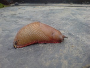 Arion Ater From the Latin meaning Satan's Snot